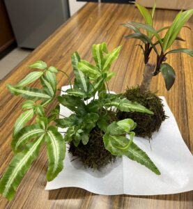 R7 ひまわり・ほほえみ学級 苔玉作り